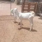 ماعز مشاريك طيبه