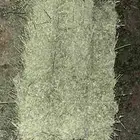 برسيم للبيع