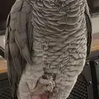 ببغاء ضخم ويتكلم مثل الإنسان بالضبط