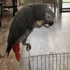 ببغاء افريقي للبيع يتكلم بطلاقة.. يوجد فيديو