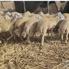 طليان حريه جبره