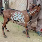 فحل جذع امه اتاوم وبوه يتاوم وادهم سليم من العذاريب