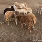 غنم رفيدي