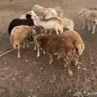 غنم رفيدي فل ظهر وطرف
