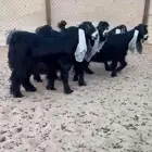 عرض بيع جذعات عوارض صنف