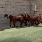 جفار قبرصيات نوادر