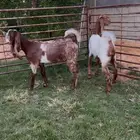 جفرتين توم خصم نوادر