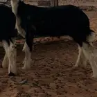 رخل صنف عمرها شهرين