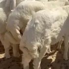 طليان سمان عمارهن 3 شهور الى 3 شهور ونص شحمم