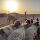 غنم نعيم مراح العدد 13 بفحلها