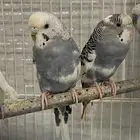 زوج بادجي هولندي