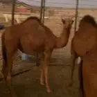 ثلاث قعدان وبكره