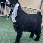 جذع عارضي صنف خصصصم