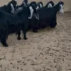 عرض بيع معزاء عوارض لعشاق الجروم وشعره