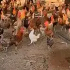 دجاج بلدي بياض منتج(تم البيع )