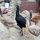 دجاج باكستاني