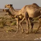شعلا خلفه عشراء