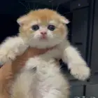 قطط سكوتش قولد مستويات جميله
