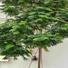 مشتل البستان التنسيق الحدائق وشبكات الري