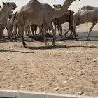 للبيع ابل الكفووو العدد 6