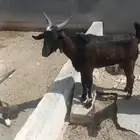 تيس جنوبي