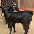 تيوس للبيع