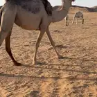 بكره شقحاء