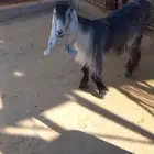 جفره ع حد الغلاق