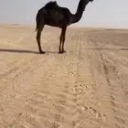 للبيع مفروده يحقق وحيداني علومه ف التفاصيل