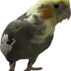 بغبغاء كروان ( كوكتيل )مفقود في الرياض حي المونسية