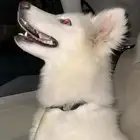 كلب هاسكي وايت
