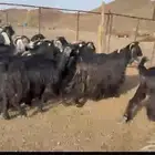 معزا عوارض جروم حلال متعوب عليه دفيع وضريع ((تم البيع )))