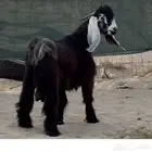 تيس عارضي جذع