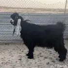 فحل عارضي طيب