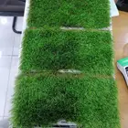 عشب صناعي ملاعب حدائق انجيلا إنجيله