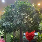 متوفر اشجار حمضيات عمر 8-7 سنوات