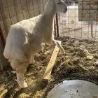 رخل