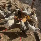 دجاج