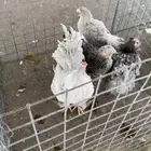 دجاج براهما