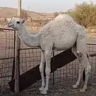 حاشي
