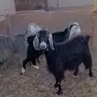 ثلاث معزى عوارض