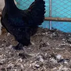 دجاج برهما بلاك