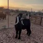 تيس فحل عارضي خد وذن راهيه مشروط ضراب سنه جذع