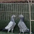 طبات حمام باكستاني