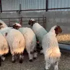 جذعان نعيم فاخره شحمم اتفصيل اكثر ب انشره تحت(بيع جمله كامل