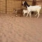 عنز والد متوم رباع