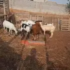 غنم للبيع