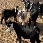 تيوس عوارض للبيع
