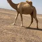 للبيع فحل طيب