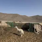 رخل طيبه مقنى